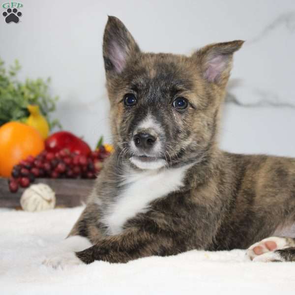 Buddy, Pembroke Welsh Corgi Puppy